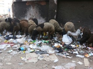 حلوة يا بلدى بالقليوبية 1