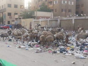 حلوة يا بلدى بالقليوبية