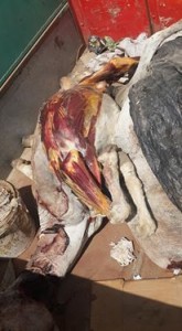 14101760_1077795578976428_1798750552_n (1)