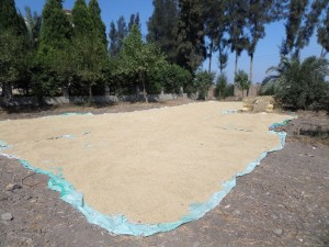 %d8%ad%d8%b5%d8%a7%d8%af-%d8%a7%d9%84%d8%a7%d8%b1%d8%b2-%d8%a8%d9%83%d9%81%d8%b1-%d8%a7%d9%84%d8%b4%d9%8a%d8%ae-1