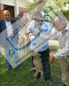 %d8%ad%d9%8a%d9%88%d8%a7%d9%86-%d8%ba%d8%b1%d9%8a%d8%a8-%d9%81%d9%89-%d8%ac%d8%a7%d9%85%d8%b9%d8%a9-%d8%a3%d8%b3%d9%8a%d9%88%d8%b7-%d9%84%d9%88%d8%ac%d9%88