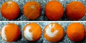 الصورة العلمية الفائزة