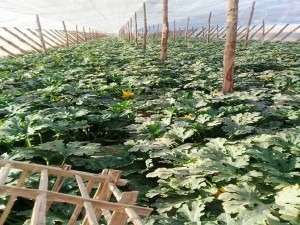 بعد الزراعة